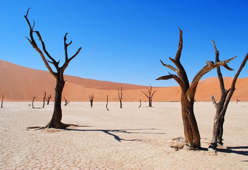 The camel thorn trees in Deadvlei