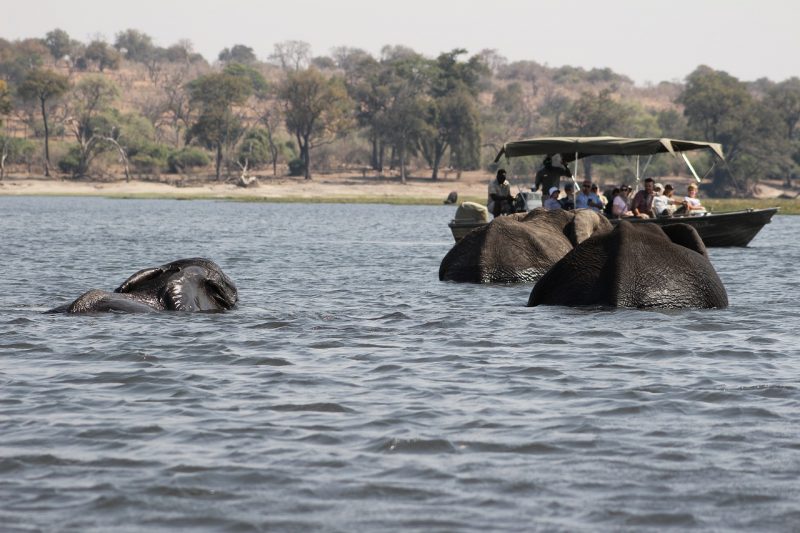 &nbsp;Elephants crossing the river