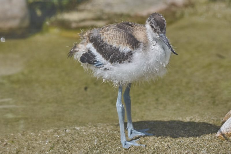 africa flamingo