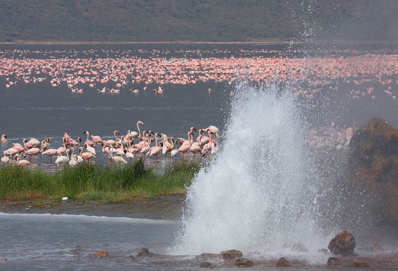 flamingos in lake nakuru kenya