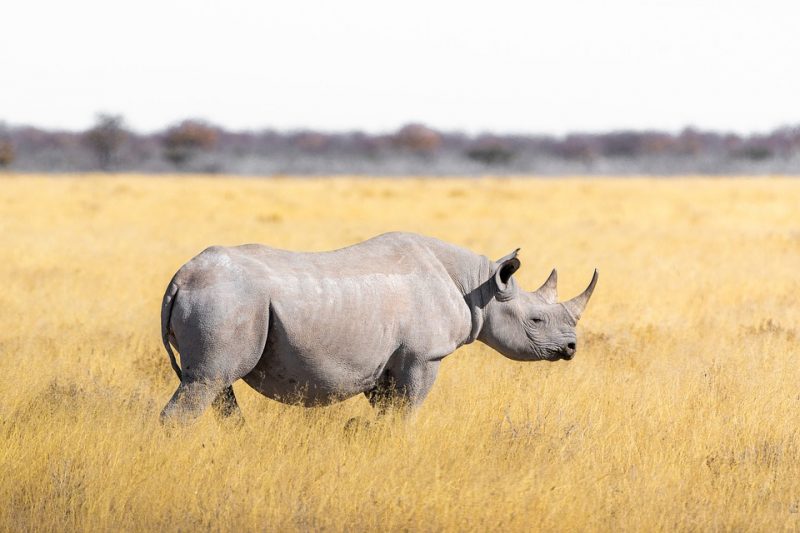 A white rhino in Borana Wildlife Conservancy