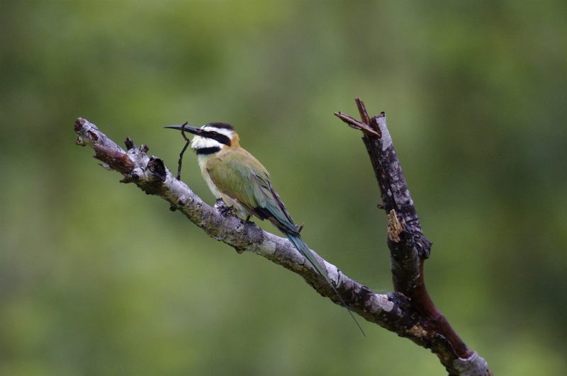 A Little Bee Eater perched upon a branch