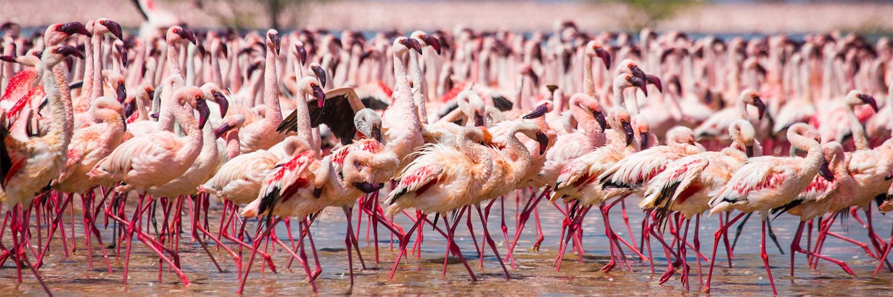 Flamingos in Lake Nakuru National Park Kenya – Wild Voyager
