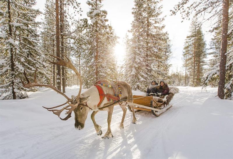 reindeer sleigh in laplands
