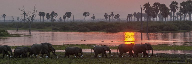 wildlife in selous game reserve