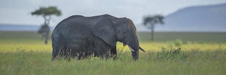 Flora of serengeti national park