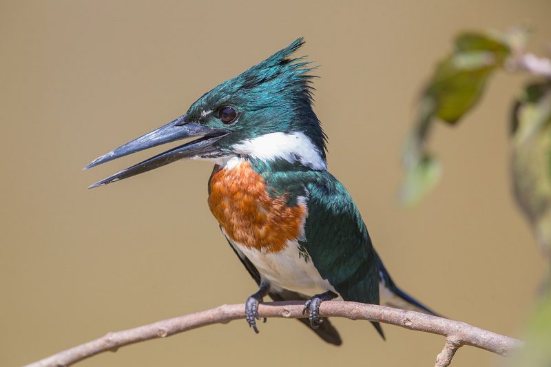 An Amazon kingfisher