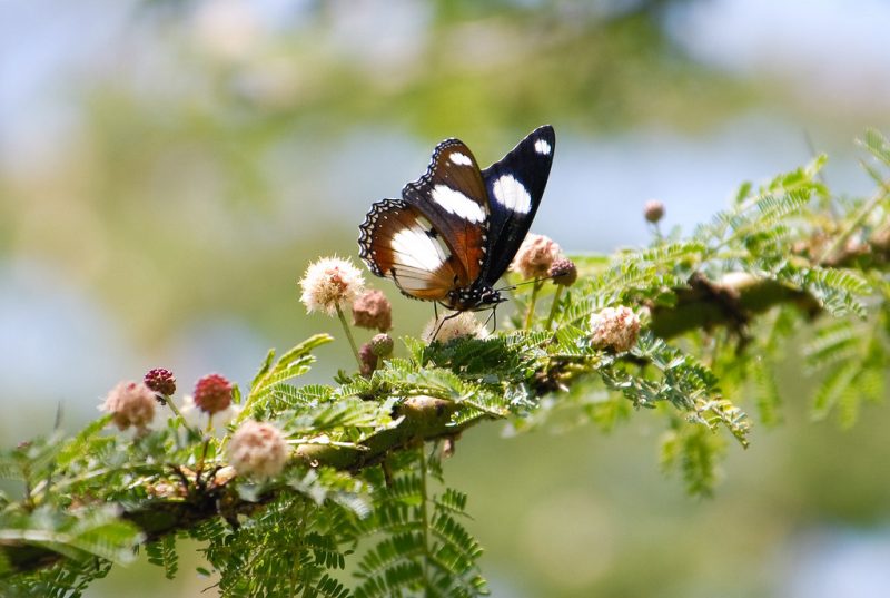 A Milkweed butterfly helps pollinate flowers in the Mara