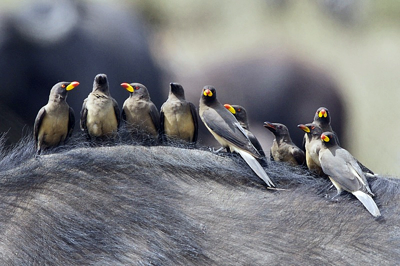 Yellow-billed oxpeckers seated on the back of a buffalo