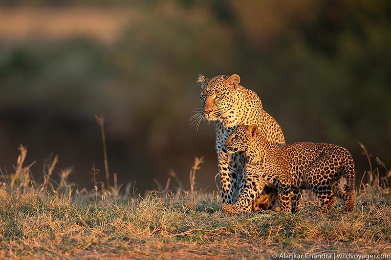 Leopard with cub