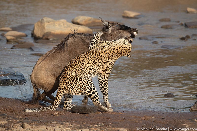 Leopard hunting
