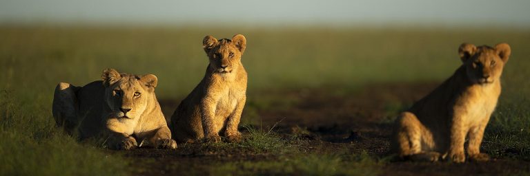 amazing facts about lions