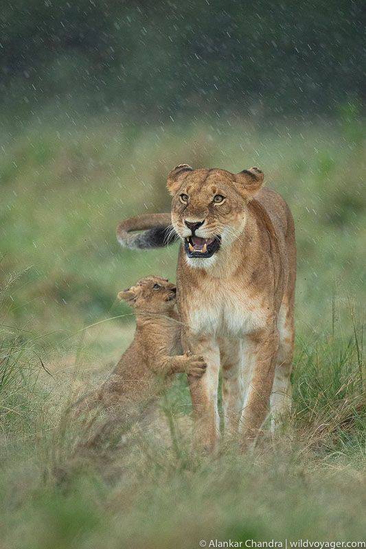 lioness with cub