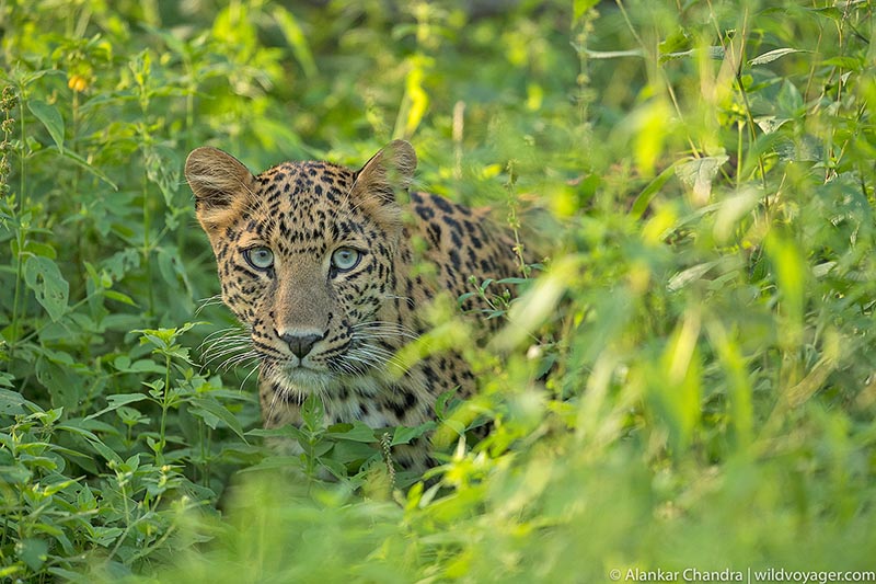 Peeking leopard