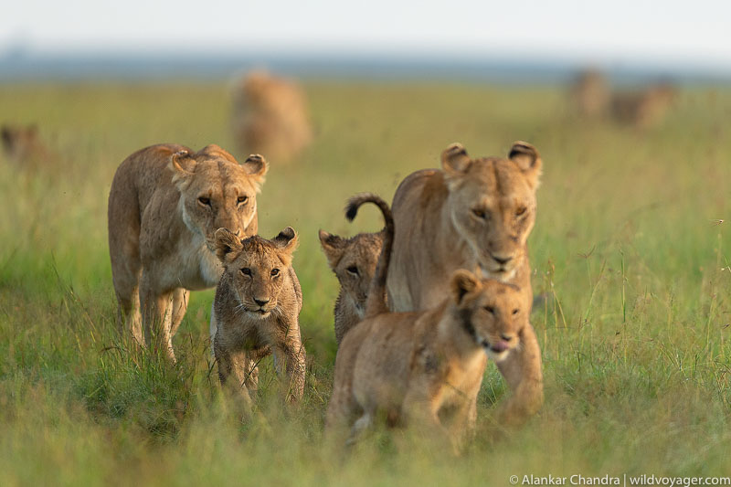 pride of lions