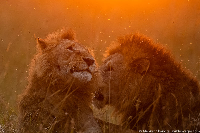 male lions bonding