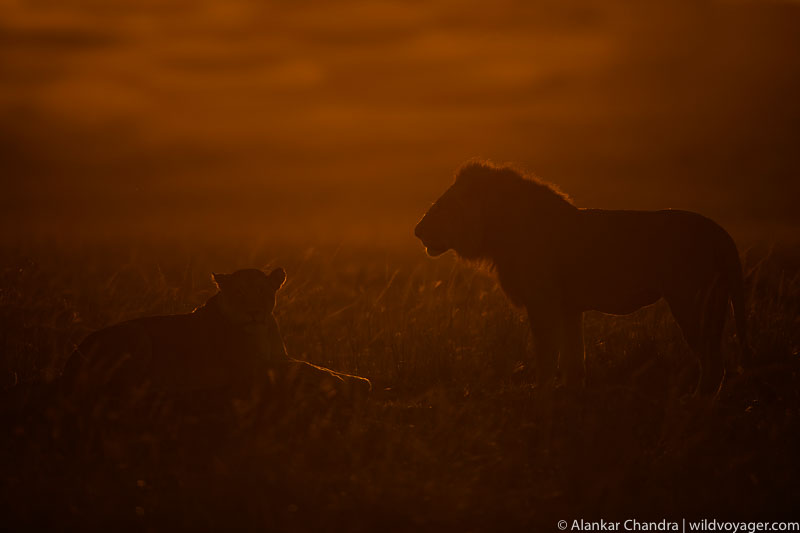 romance of lions