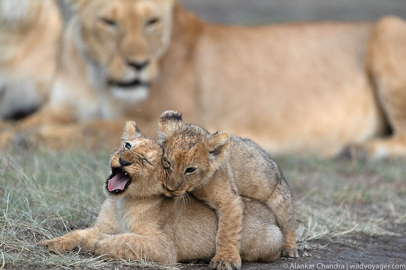 lion cubs playing