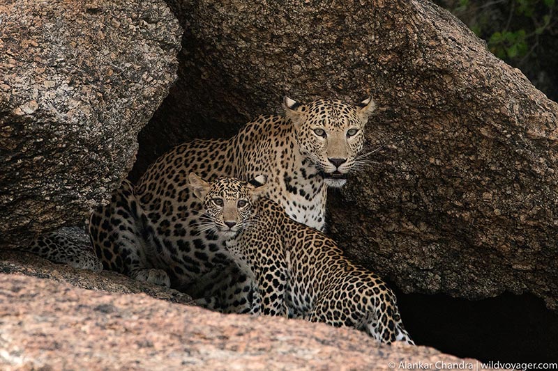Leopard on rocks