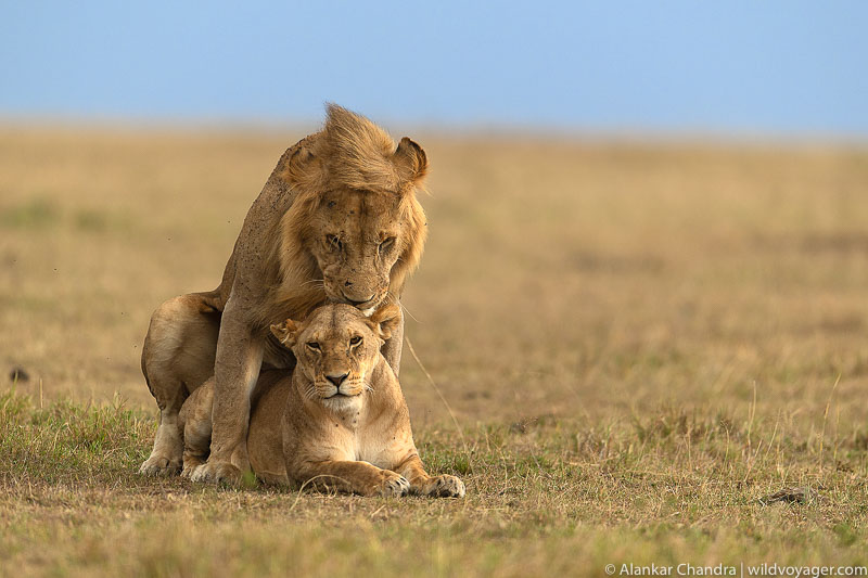 lions mating