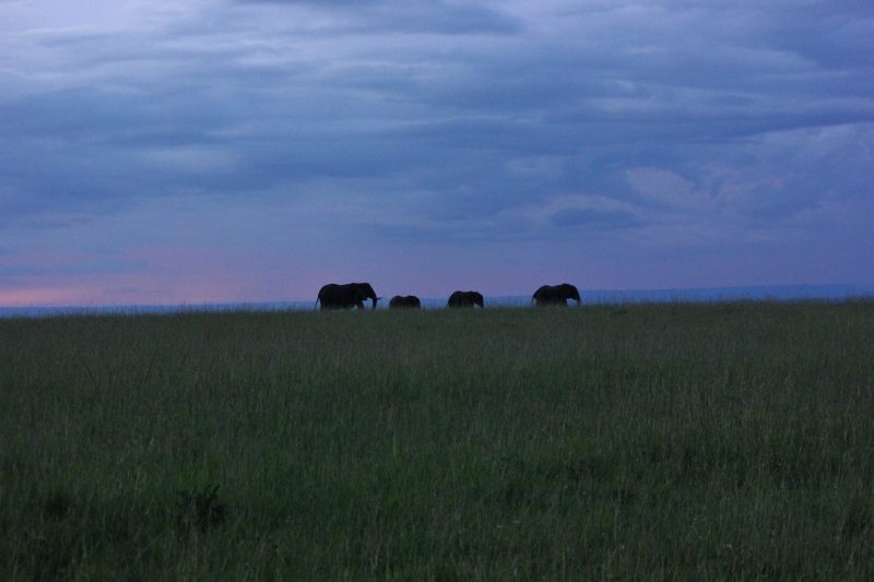 Elephants strolling leisurely in the reserve