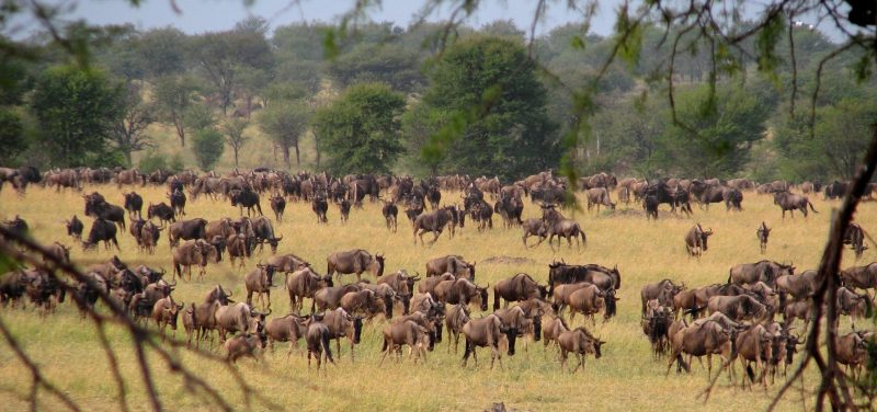 The magnificent wildebeest migration