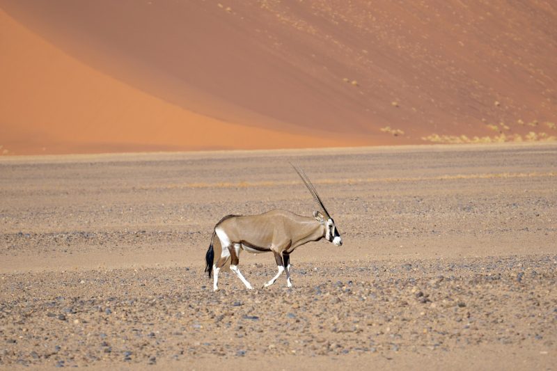 An oryx strolling in the Namib desert
