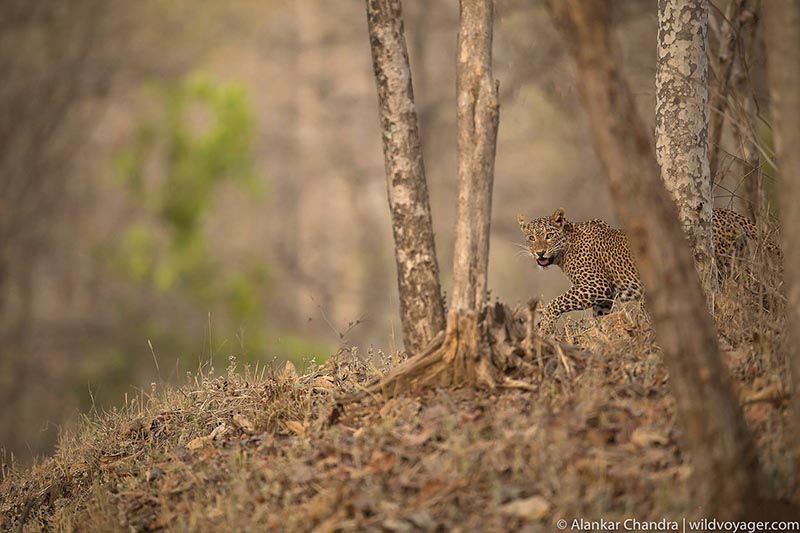 Leopard in Indian forest