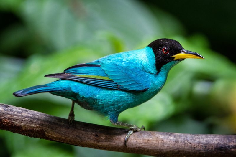 A small green honeycreeper perched upon a branch