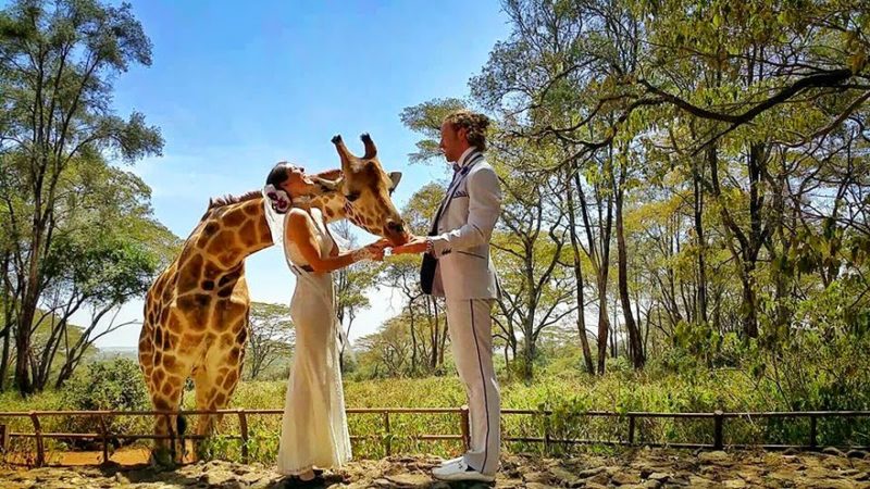 A giraffe attends a wedding in Maasai Mara