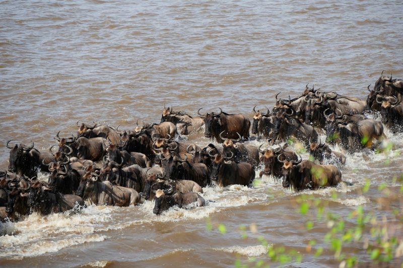 Wildebeests crossing the Mara river