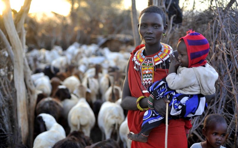 A Samburu woman looks after the cattle