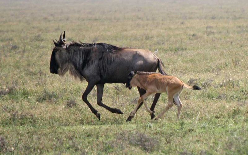 A wildebeest and its calf