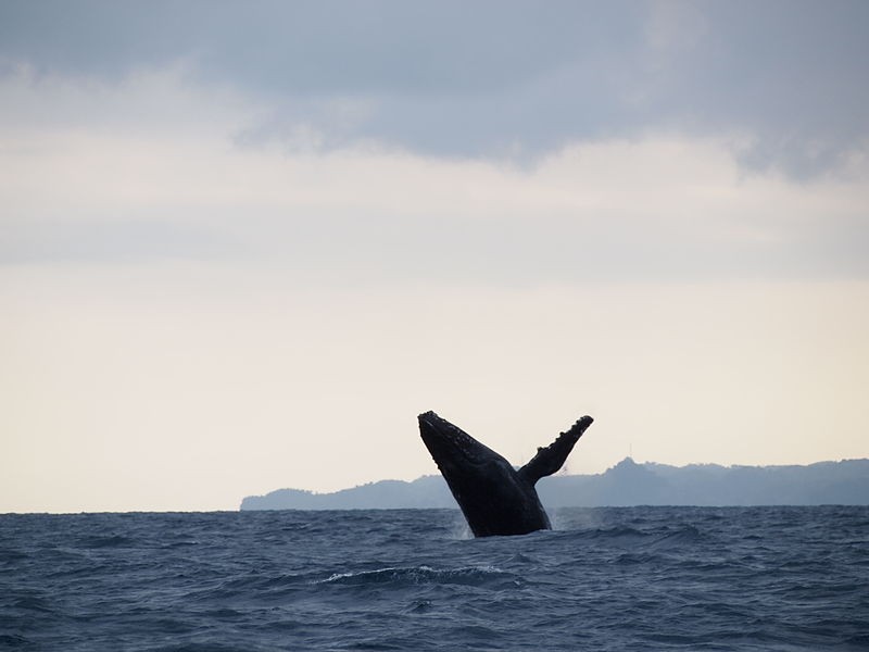 A humpback whale spotted in Sainte Marie