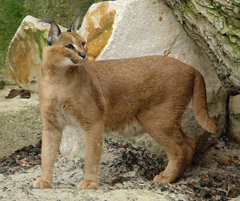 An adult caracal