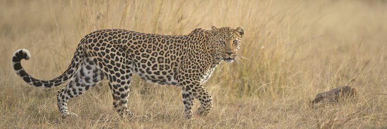 Leopards of Africa