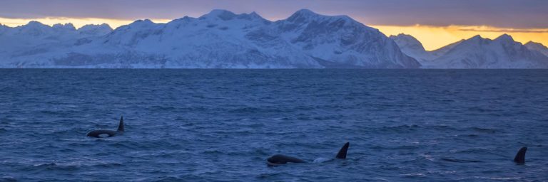 best places for whale cruise