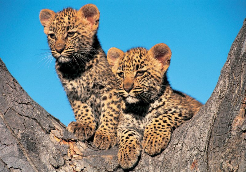 Leopard cubs observed during a safari