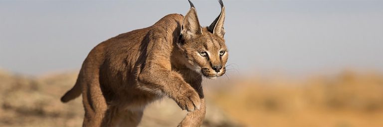 all about caracals