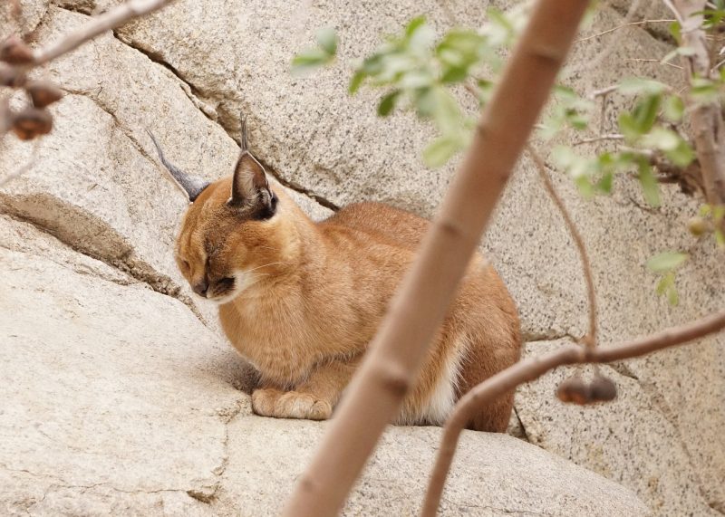 A caracal resting atop a rock