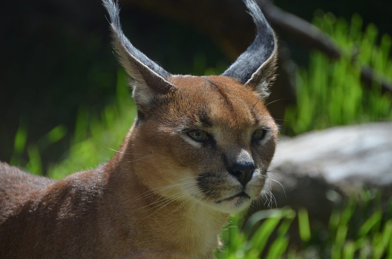 A caracal in the wild