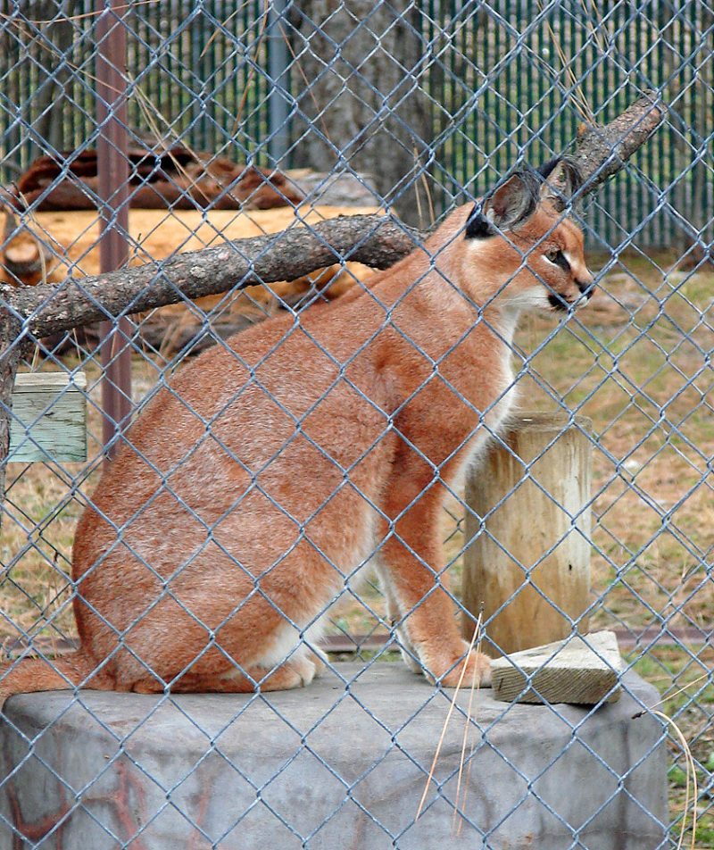 A caracal in captivity