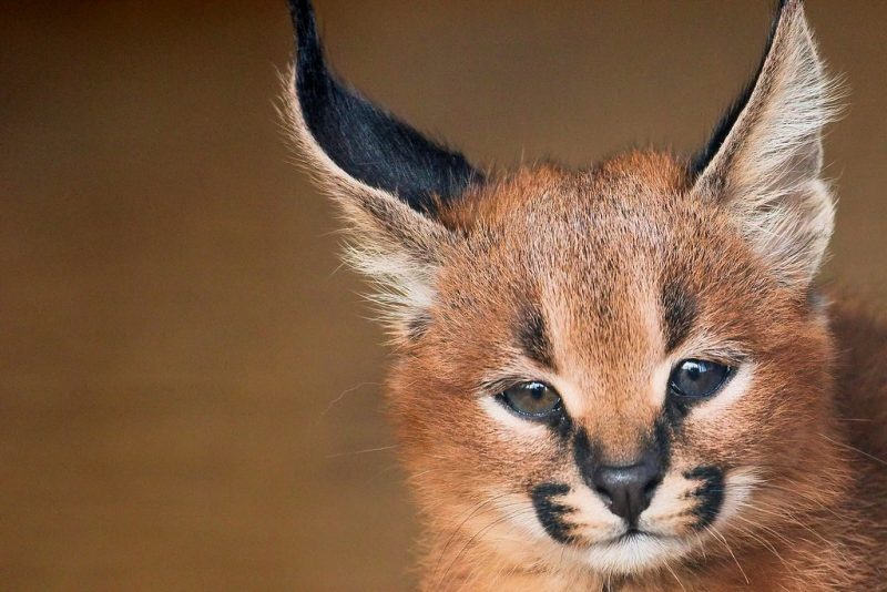 A caracal kitten