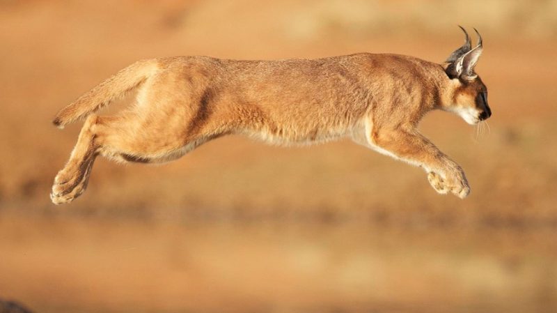 A caracal leaping in the air