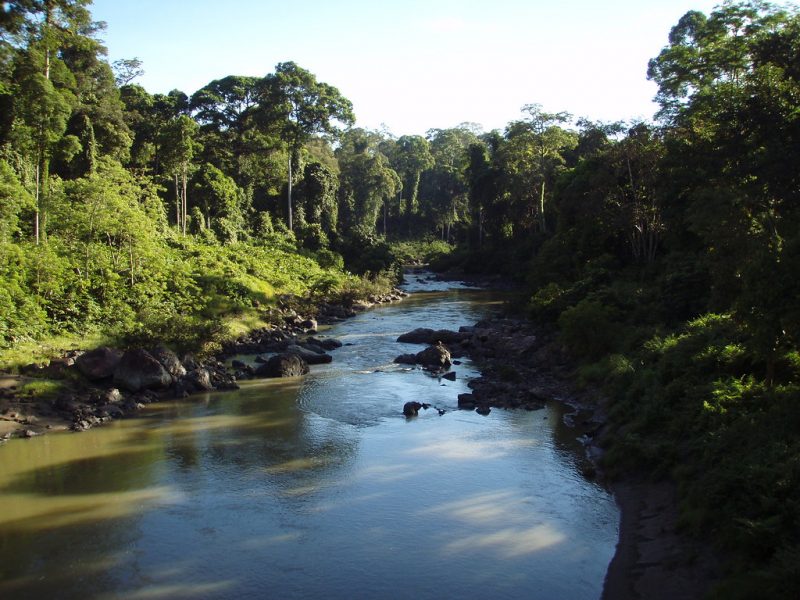 The beautiful rainforest of Danum Valley
