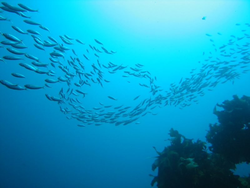 Diving underwater Poor Knights Island