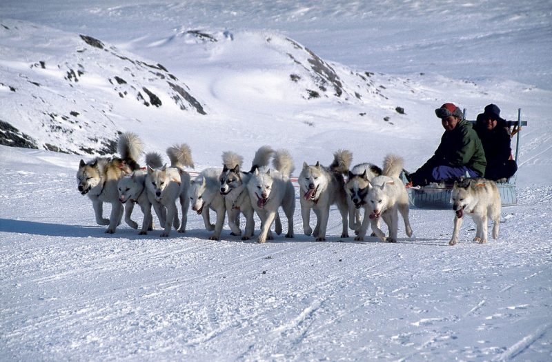 Dog sledding in Greenland