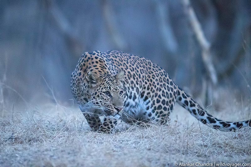 Leopard of Jhalana