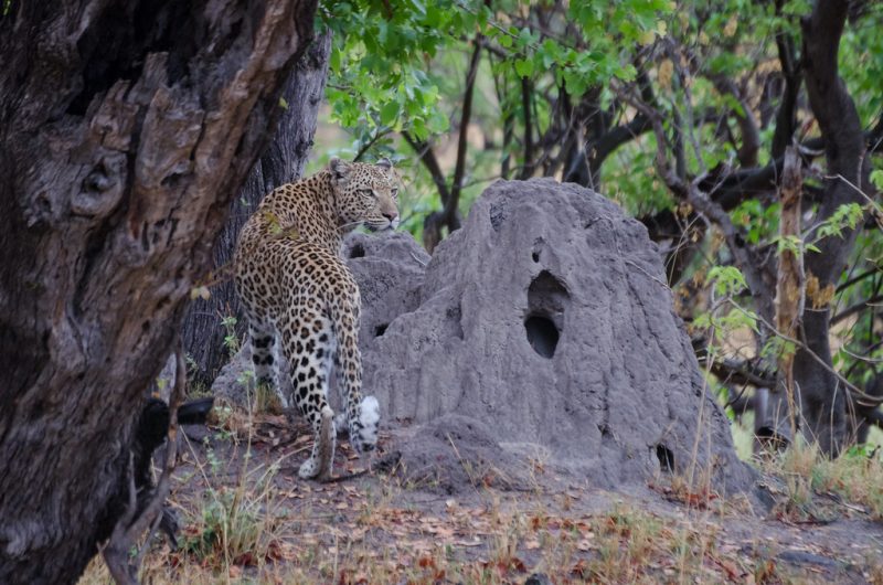 A leopard sighting at Moremi Game Reserve
