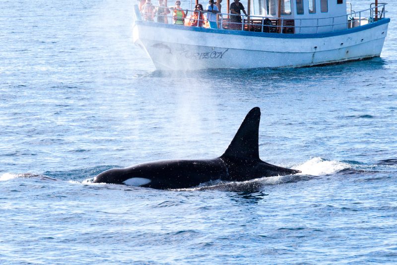 Tourists observe a killer whale in Mirissa